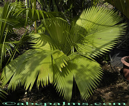 Beccariophoenix madagascariensis 